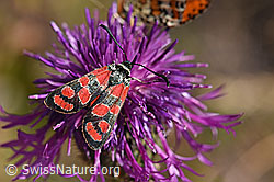 Esparsetten-Widderchen (Zygaena carniolica) an Skabiosen-Flockenblume (Centaurea scabiosa) (02.08.2020, F172698)