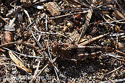 Photo: Blauflügelige Ödlandschrecke (Oedipoda caerulescens)