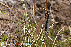 F172726: Geflecktflüglige Ameisenjungfer (Euroleon nostras)