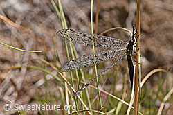 F172729: Geflecktflüglige Ameisenjungfer (Euroleon nostras)