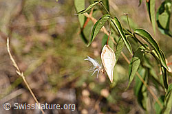 Vincetoxicum hirundinaria (F172738)