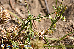 Berg-Jasione (Jasione montana) (02.08.2020, F172768)