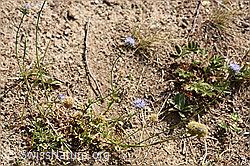 Jasione montana (F172769)