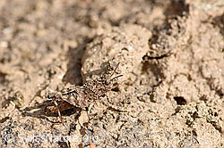 Photo: Blauflügelige Ödlandschrecke (Oedipoda caerulescens)