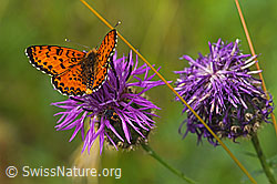 Roter Scheckenfalter (Melitaea didyma) auf Skabiosen-Flockenblume (Centaurea scabiosa)
