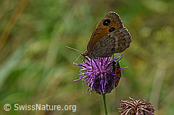 Weisskernauge (Satyrus ferula) auf Skabiosen-Flockenblume (Centaurea scabiosa)