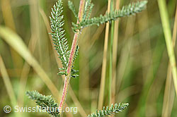 Gemeine Schafgarbe (Achillea millefolium) (F172811)