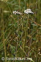 Gemeine Schafgarbe (Achillea millefolium) (02.08.2020, F172817)