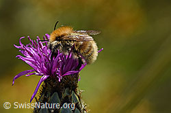 Veränderliche Hummel (Bombus humilis) auf Skabiosen-Flockenblume (Centaurea scabiosa) (02.08.2020, F172835)