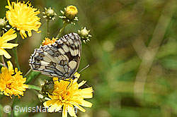Schachbrett (Melanargia galathea) auf Berg-Jasione (Jasione montana)