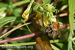 Veränderliche Hummel (Bombus humilis) an Heide-Wachtelweizen (Melampyrum pratense) (02.08.2020, F172844)