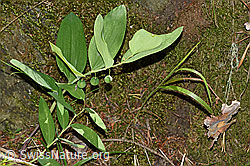 Echtes Salomonssiegel (Polygonatu odoratum) (F172863) Echtes Salomonssiegel (Polygonatu odoratum) (F172863)