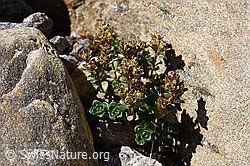 Zweiblütiger Steinbrech (Saxifraga biflora) (F172977) Zweiblütiger Steinbrech (Saxifraga biflora) (F172977)