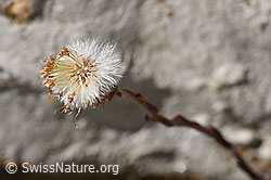 Huflattich (Tussilago farfara) (F172985)