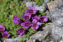 Gegenblättriger Steinbrech (Saxifraga oppositifolia) (F172998)