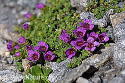 Gegenblättriger Steinbrech (Saxifraga oppositifolia) (F173000)
