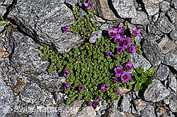Gegenblättriger Steinbrech (Saxifraga oppositifolia) (F173002)