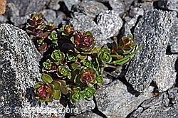Zweiblütiger Steinbrech (Saxifraga biflora) (F173005) Zweiblütiger Steinbrech (Saxifraga biflora) (F173005)
