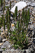Bläuliche Gänsekresse (Arabis caerulea) (F173026)