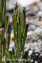 Bläuliche Gänsekresse (Arabis caerulea) (F173028)
