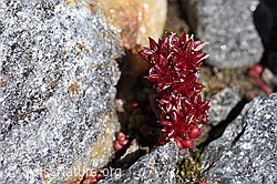 Sedum atratum (F173054)
