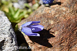 Mont Cenis-Glockenblume (Campanula cenisia) (F173066)