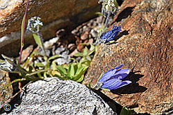 Mont Cenis-Glockenblume (Campanula cenisia) (F173069)