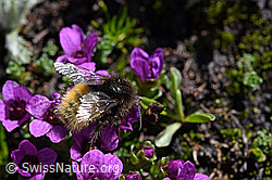 Bergwald-Hummel (Bombus wurflenii) auf Gegenblättrigem Steinbrech (Saxifraga oppositifolia) (08.2020, F173121)