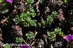 Gegenblättriger Steinbrech (Saxifraga oppositifolia) (08.2020, F173125)