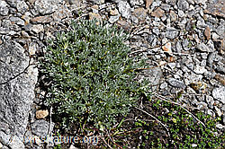 Ährige Edelraute (Artemisia genipi) (F173144)