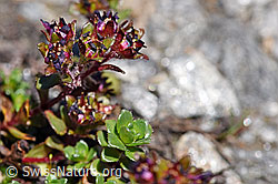Zweiblütiger Steinbrech (Saxifraga biflora) (F173147)