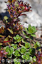 Zweiblütiger Steinbrech (Saxifraga biflora) (F173148)