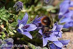Höhen-Hummel (Bombus sichelii) auf Mont Cenis-Glockenblume (Campanula cenisia) (F173156)