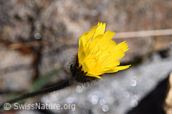 Grauzottiges Habichtskraut (Hieracium piliferum) (08.2020, F173173)