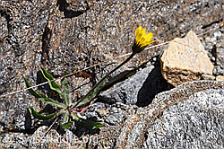 Grauzottiges Habichtskraut (Hieracium piliferum) (08.2020, F173176)