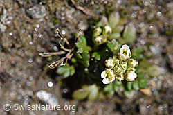 Bläuliche Gänsekresse (Arabis caerulea) (F173185) Bläuliche Gänsekresse (Arabis caerulea) (F173185)