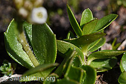 Bläuliche Gänsekresse (Arabis caerulea) (F173187) Bläuliche Gänsekresse (Arabis caerulea) (F173187)