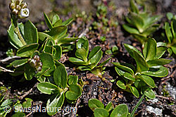 Bläuliche Gänsekresse (Arabis caerulea) (F173188) Bläuliche Gänsekresse (Arabis caerulea) (F173188)