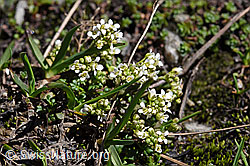 Alpen-Gämskresse (Pritzelago alpina) (F173193) Alpen-Gämskresse (Pritzelago alpina) (F173193)
