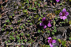 Mistbiene (Eristalis tenax) auf gegenblättrigem Steinbrech (Saxifraga oppositifolia) (F173194) Mistbiene (Eristalis tenax) auf gegenblättrigem Steinbrech (Saxifraga oppositifolia) (F173194)