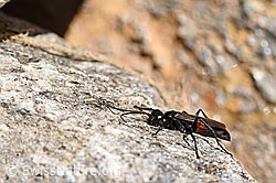 Anoplius infuscatus (Wegwespe) (F173196) Anoplius infuscatus (Wegwespe) (F173196)