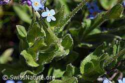 Alpen-Vergissmeinnicht (Myosotis alpestris) (F173209) Alpen-Vergissmeinnicht (Myosotis alpestris) (F173209)