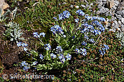 Alpen-Vergissmeinnicht (Myosotis alpestris) (F173210) Alpen-Vergissmeinnicht (Myosotis alpestris) (F173210)