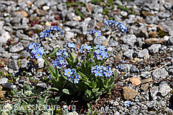 Alpen-Vergissmeinnicht (Myosotis alpestris) (F173211) Alpen-Vergissmeinnicht (Myosotis alpestris) (F173211)