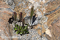 Bläuliche Gänsekresse (Arabis caerulea) (F173235) Bläuliche Gänsekresse (Arabis caerulea) (F173235)