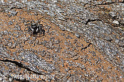 Attulus longipes (Springspinne) (F173237)