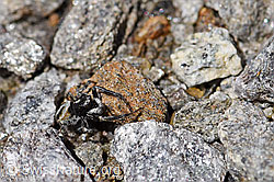 Attulus longipes (Springspinne) (F173246)