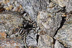 Attulus longipes (Springspinne) (08.2020, F173250)