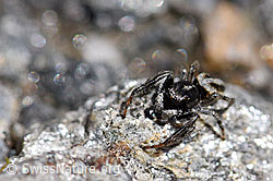 Attulus longipes (Springspinne) (08.2020, F173257)