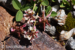 Photo: Trifolium pallescens